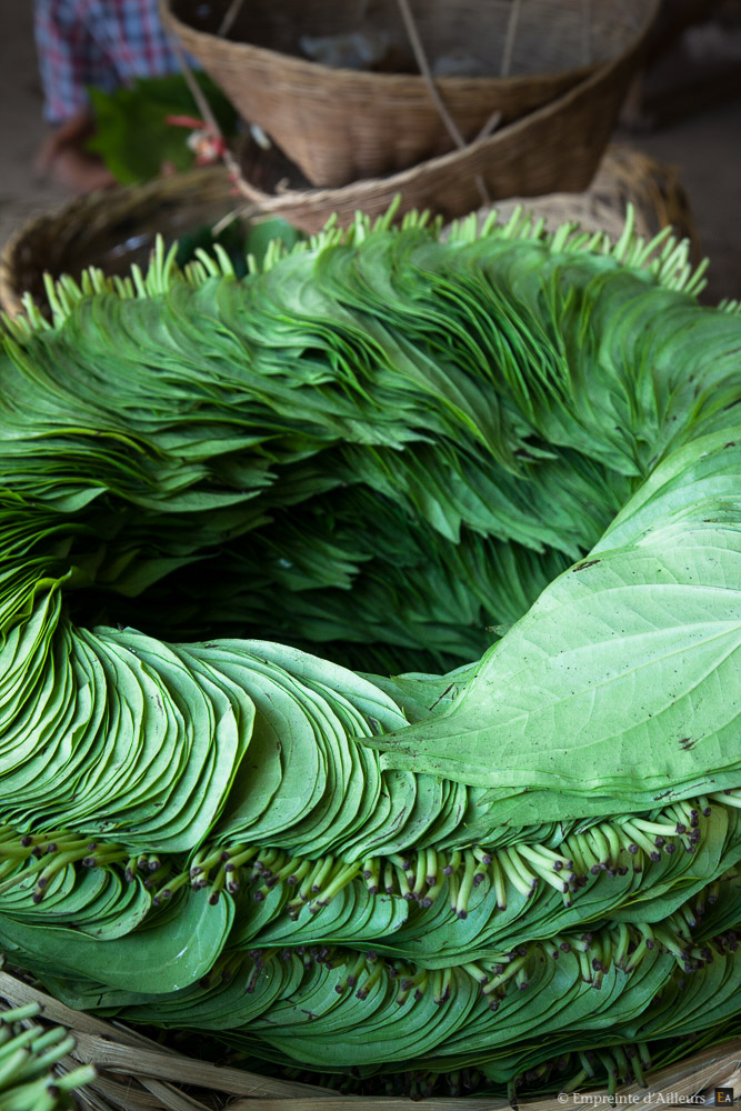 Feuilles de bétel