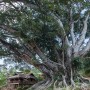Ficus centenaire