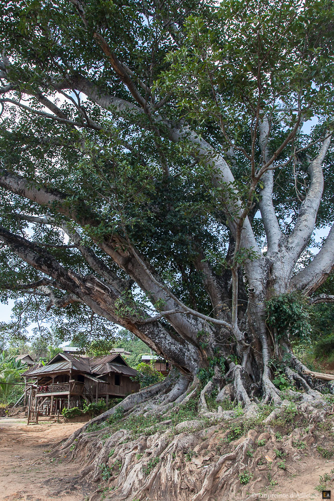 Ficus centenaire