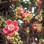 Fleur de l'arbre sala couroupita guianensis