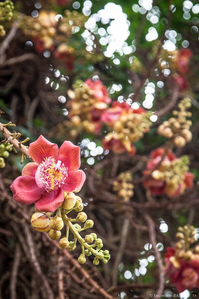 Fleur de l'arbre sala couroupita guianensis
