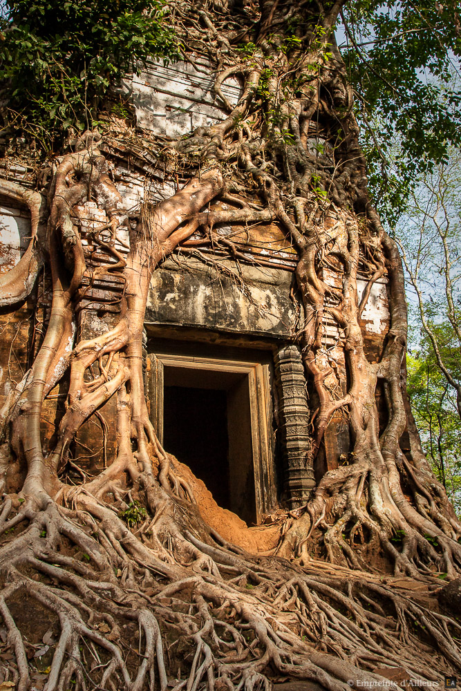 Temple et ficus enlacés