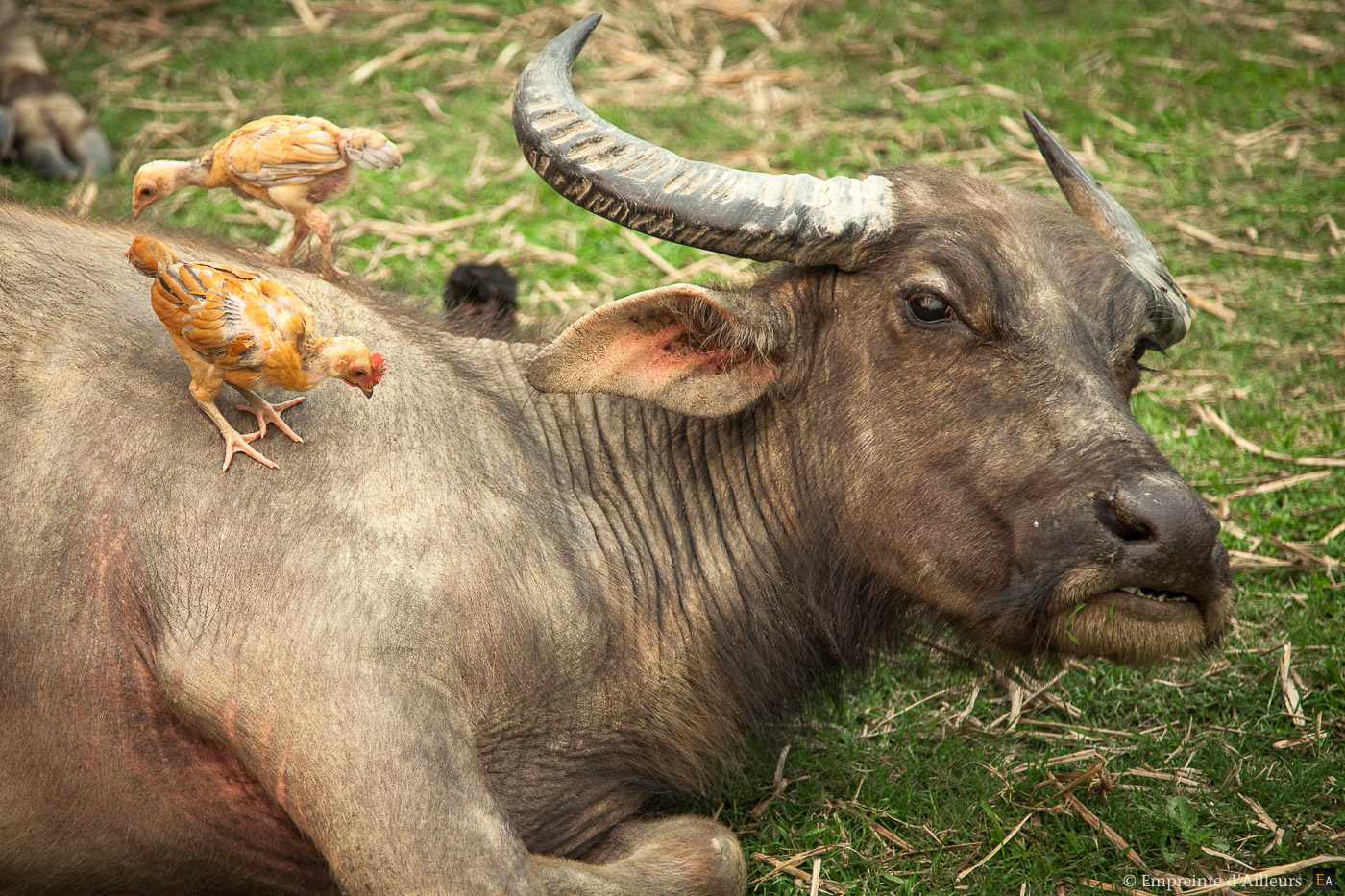 Nettoyage de buffle