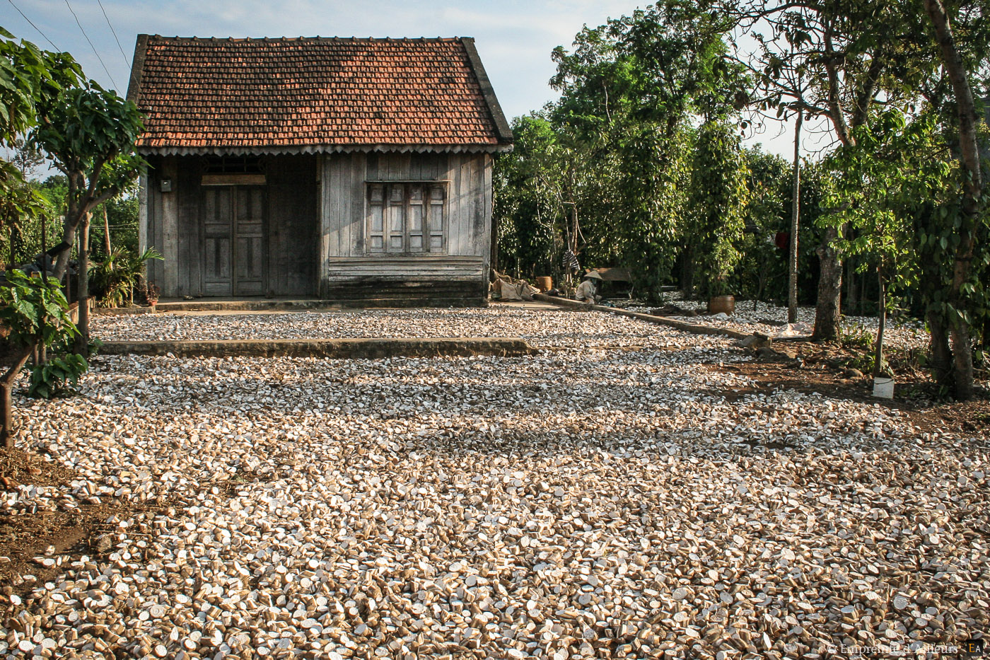 Séchage du manioc