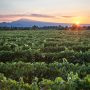 Vignes au pied du Mont Ventoux