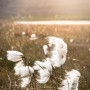 Linaigrette au coucher du soleil