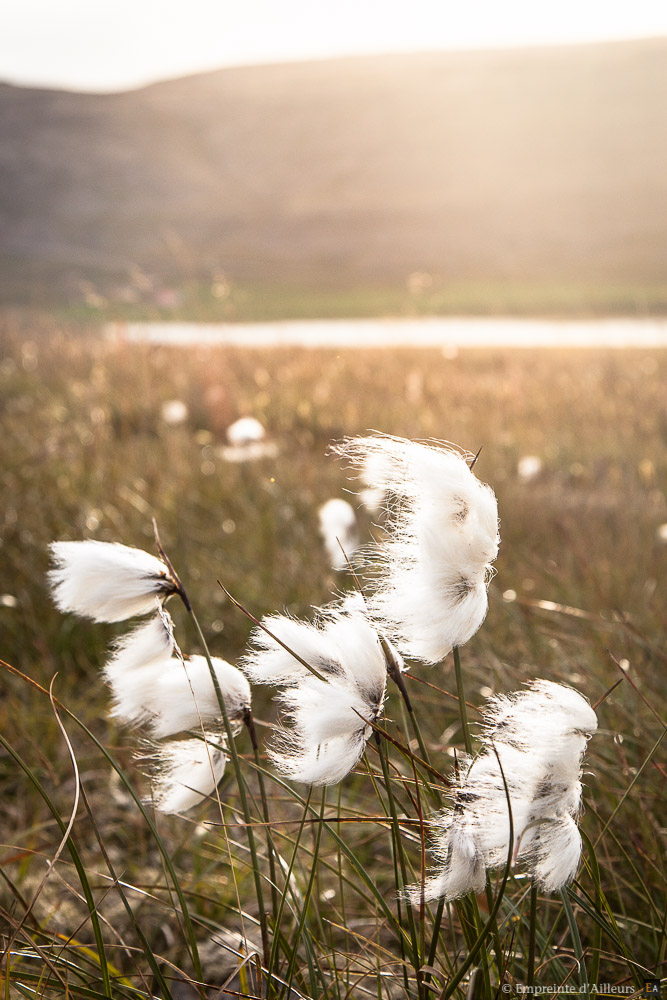 Linaigrette au coucher du soleil