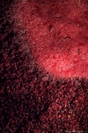 Vin en fermentation