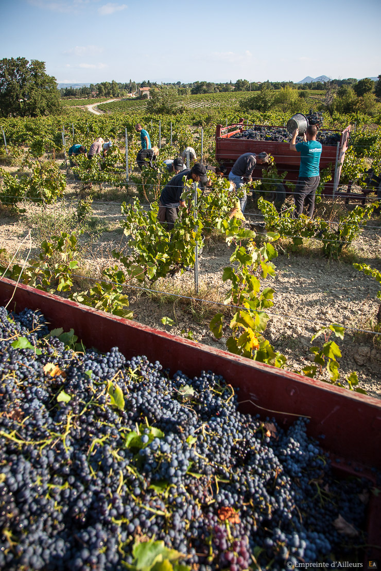 Vendanges