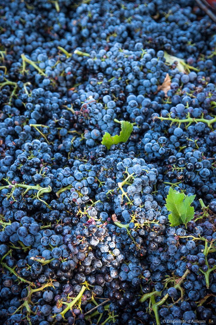 Grappes de raisin