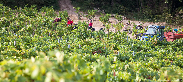 Vendanges