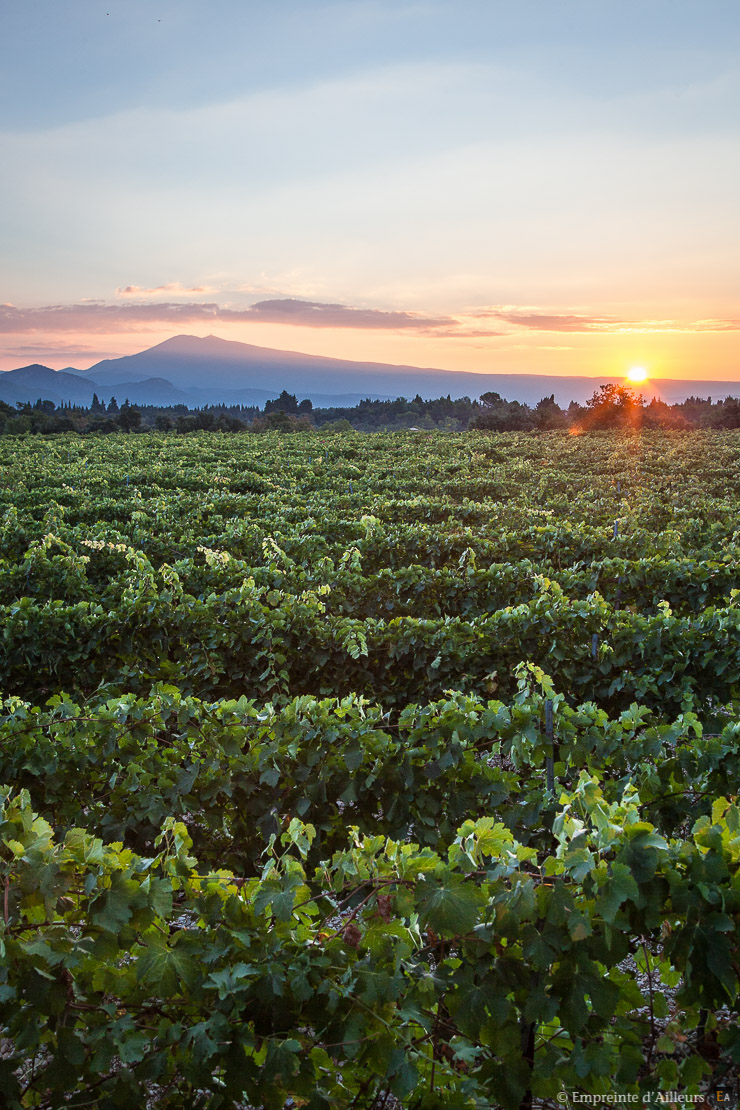 Vignes au pied du Mont Ventoux