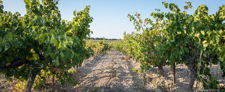 Vignes AOC Gigondas