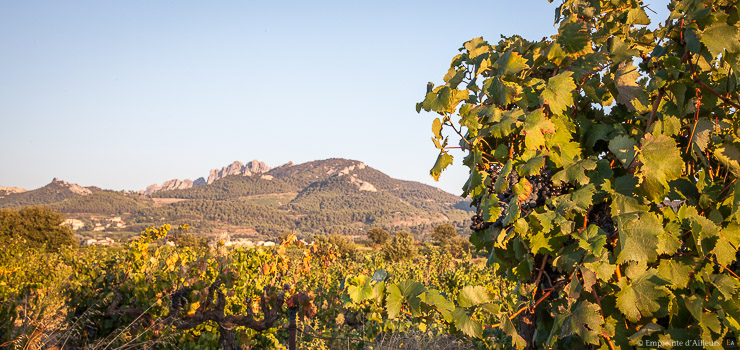 Vignoble au pied des Dentelles de Montmirail