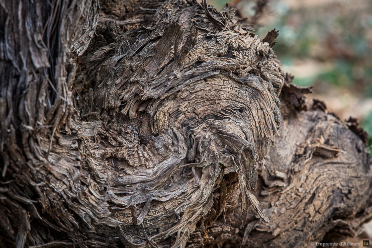 Pied de vigne