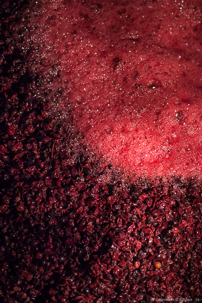 Vin en fermentation