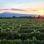 Vignes au pied du Mont Ventoux