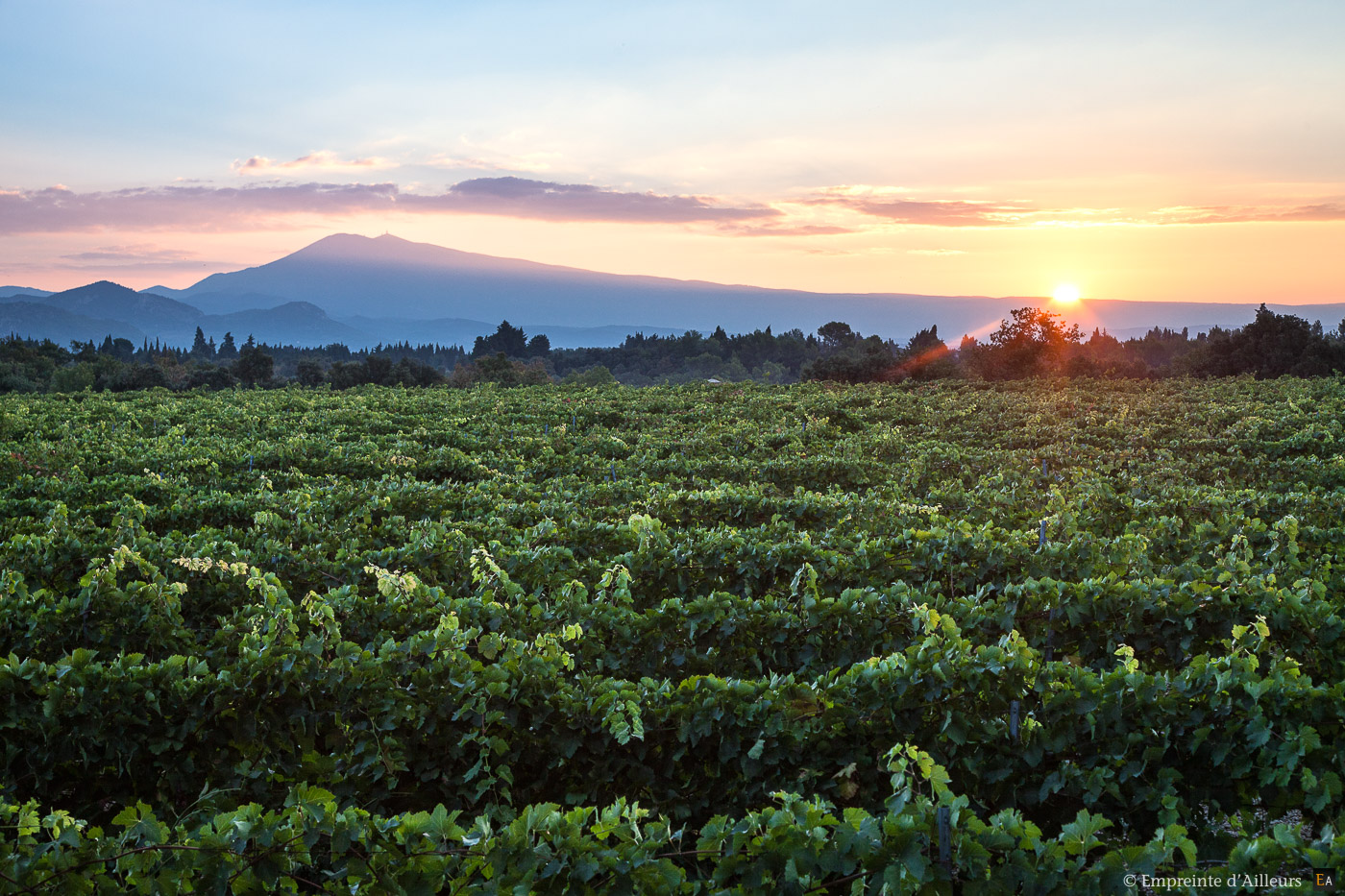 Vignes au pied du Mont Ventoux