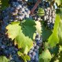 vigne-vendange-9537
