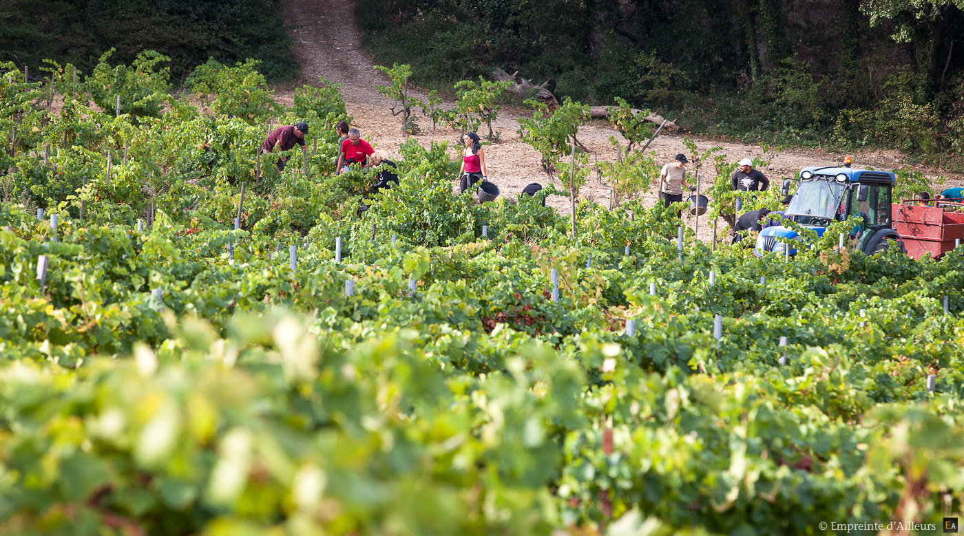 Vendanges