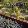 Vendanges