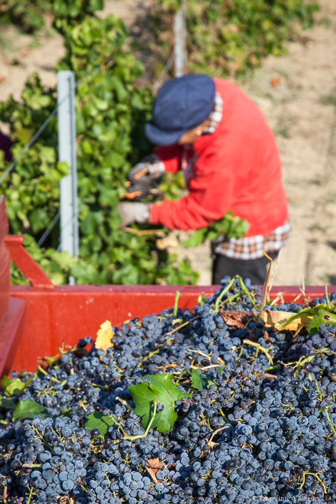 Vendanges