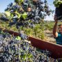 Ramassage du raisin