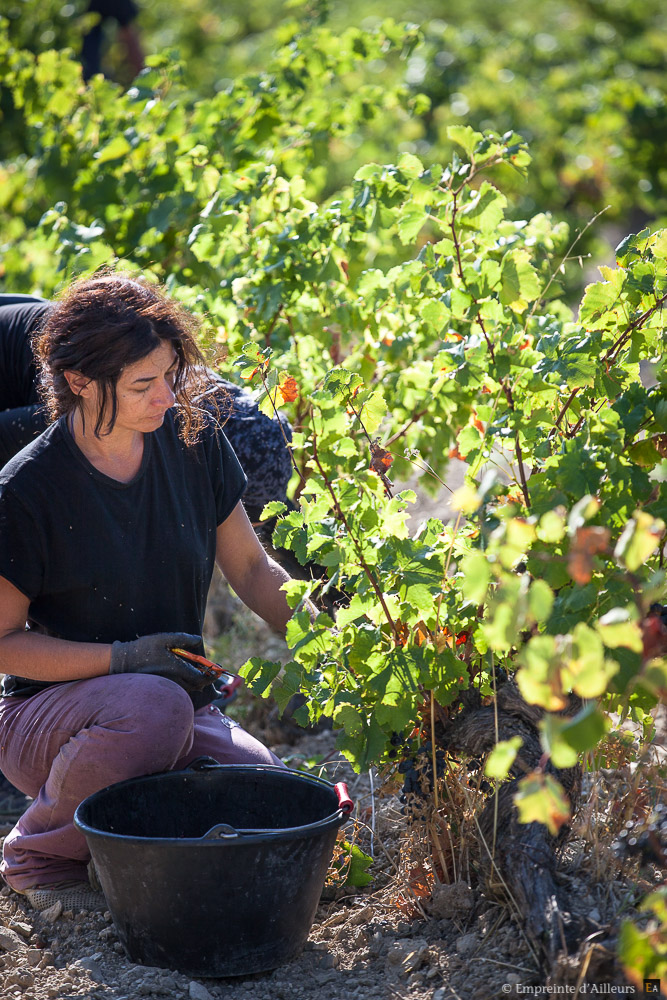 Vendanges