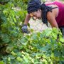 Vendanges