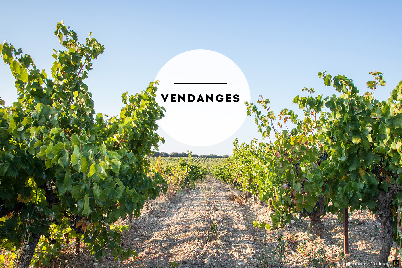 Vignes de Gigondas