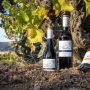 Bouteilles de vin dans les vignes