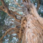 Cyprès emblème de l'Iran