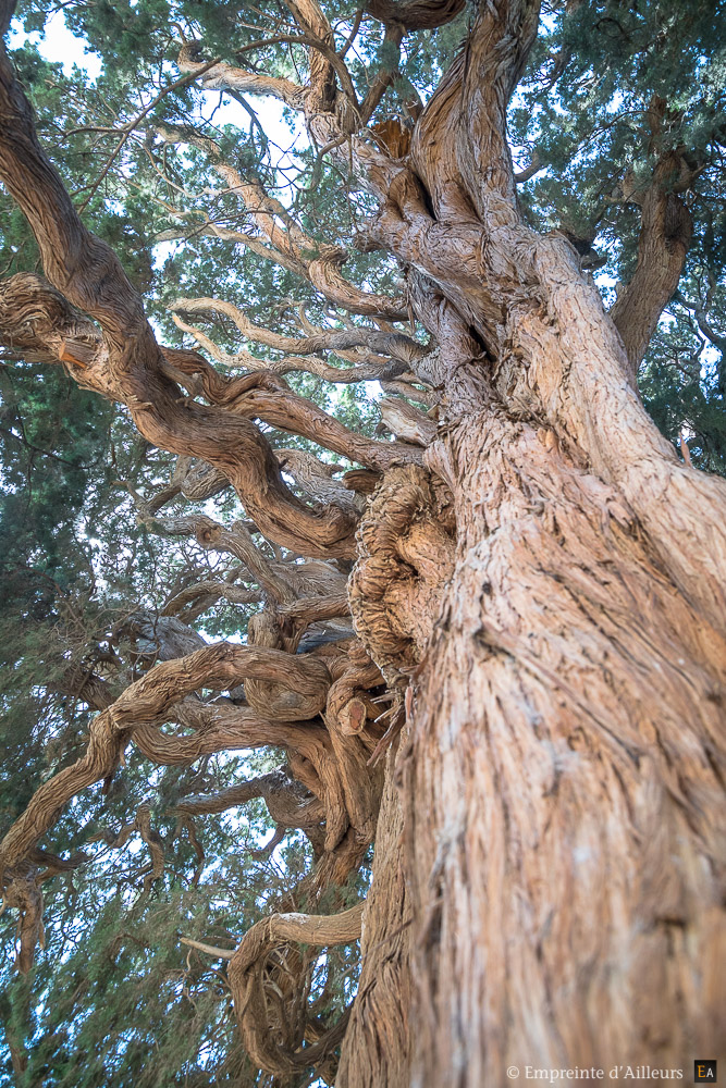 Cyprès emblème de l'Iran